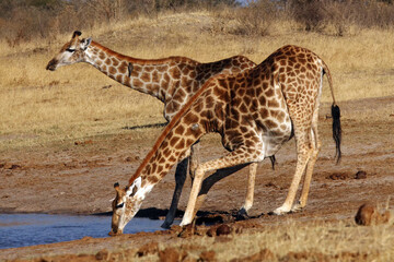 Naklejka na ściany i meble The giraffe, South African giraffe or Cape giraffe (Giraffa camelopardalis giraffa) drinking from the waterhole. Two giraffes drink at a watering hole.