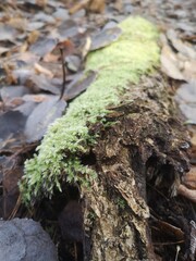moss on tree