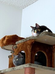 Two cats look one way