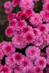 pink chrysanthemum flowers
