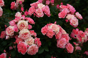 pink roses in garden