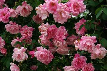 pink roses in garden