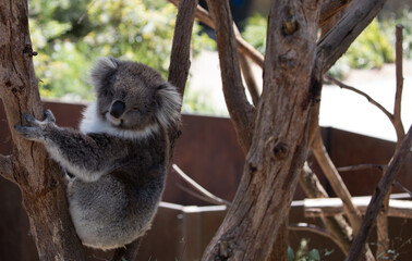 The Koala (Phascularctos cinereous) is an arboreal herbivorous marsupial native to Australia	
