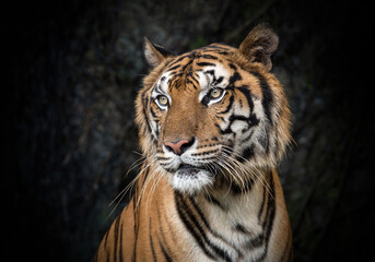 Fototapeta na wymiar Asian tiger resting in nature