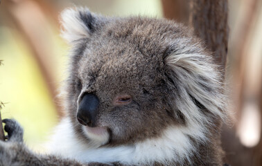 The Koala (Phascularctos cinereous) is an arboreal herbivorous marsupial native to Australia	
