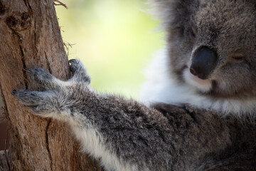 Koala's (Phascularctos cinereous) sharp claws.	