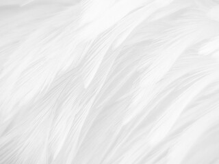 Beautiful abstract gray feathers on white background and soft white feather texture on white pattern and brown background, white texture wallpaper, love theme, valentines day