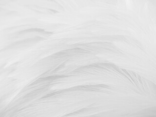 Beautiful abstract gray feathers on white background and soft white feather texture on white pattern and brown background, white texture wallpaper, love theme, valentines day