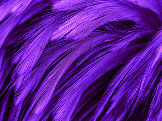 Beautiful abstract purple feathers on dark background, blue feather texture on black pattern, purple background, colorful feather wallpaper, love valentines day, dark texture