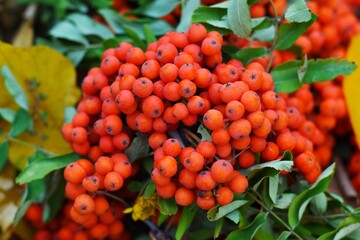 berries on a bush