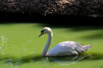 white swan swimming in pond