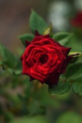 red rose in the garden