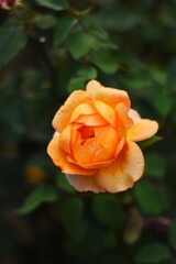 orange rose flower