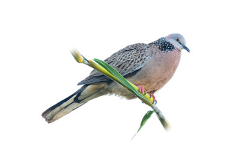 Spotted dove perching on a perch isolated on white background