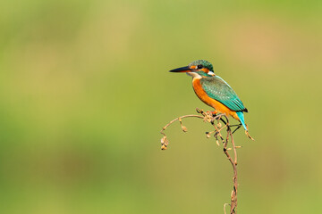 Common Kingfisher perching on a perch