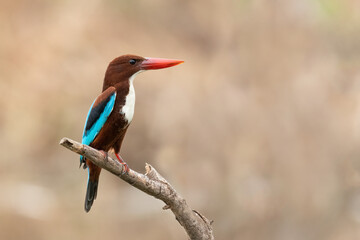 White-throated Kingfisher perching on a perch  looking into a distance