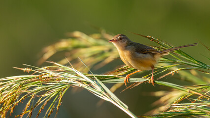 Brown Prinia perching on grass stem looking into a distance