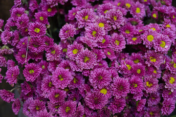 Purple Chrysanthemum flowers are blooming and yellow pollen as natural background.