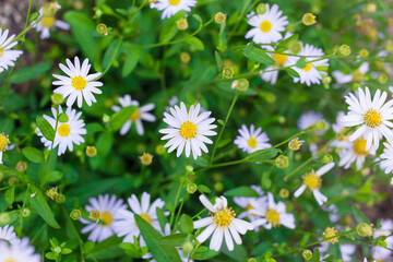 Beautiful small daisy has white petals and yellow pollen with fresh green leave bush as natural background.