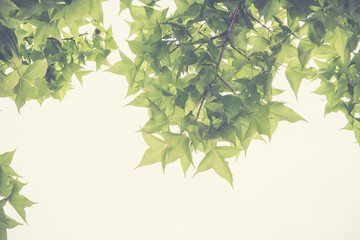 Green leaves over white background. Green leaves background. Toned image.