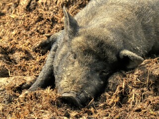 pig in the mud