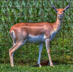 impala in the savannah