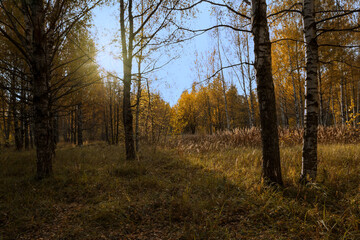 Fototapeta premium Natural autumn background or landscape. The evening sun breaks through the golden foliage of the trees.