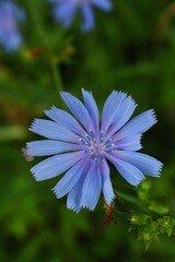 flower in the garden