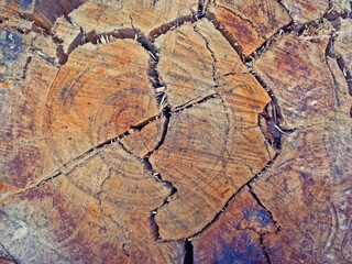 Crack wood texture. Closeup of a Cross section of tree trunk. Toned image.
