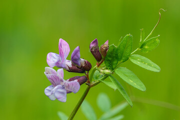 Zaun-Wicke (Vicia sepium)