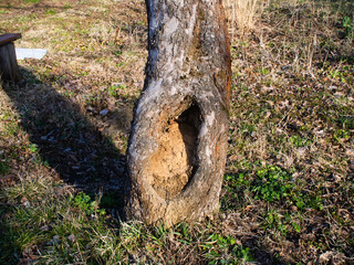 Spring garden in the old village