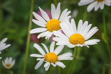 Obraz premium Margerite (Leucanthemum vulgare)