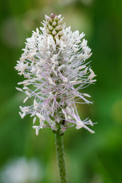 Breitwegerich (Plantago major)