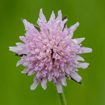 Acker-Witwenblume (Knautia arvensis)