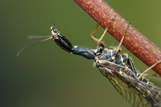 Kamelhalsfliege (Phaeostigma major)