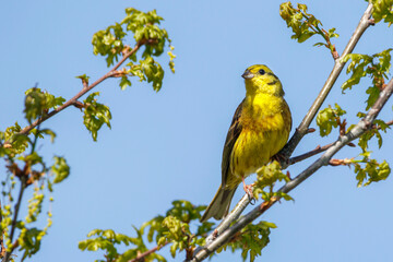 Goldammer (Emberiza citrinella) Männchen