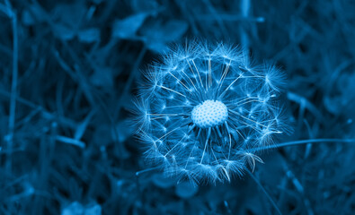 Art photo of dandelion seeds close up on natural blurred background. Summer. Monochrome photography.