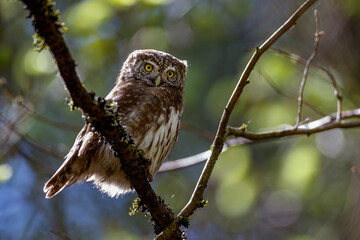 Sperlingskauz (Glaucidium passerinum)