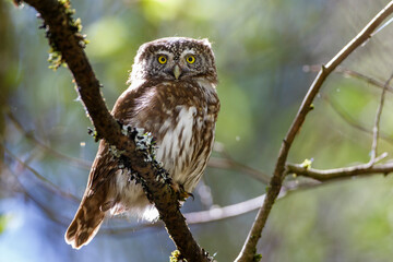 Sperlingskauz (Glaucidium passerinum)