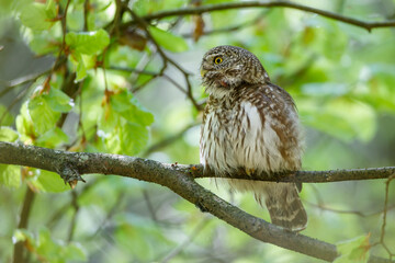 Sperlingskauz (Glaucidium passerinum)