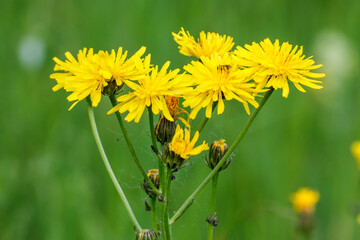 Wiesen-Pippau (Crepis biennis)