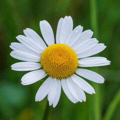 Obraz premium Margerite (Leucanthemum vulgare)