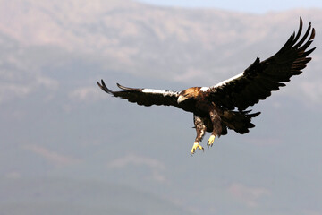 Spanish Imperial Eagle adult female flying in a Mediterranean oak forest with the first light of a sunny day