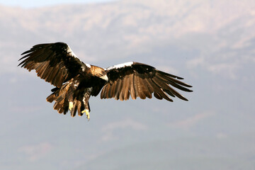 Spanish Imperial Eagle adult female flying in a Mediterranean oak forest with the first light of a sunny day