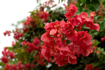 Bougainvillea flowers texture and background. Red flowers of bougainvillea tree.