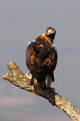 Spanish Imperial Eagle adult female on a cork oak branch in a Mediterranean oak forest with the first light of a sunny day