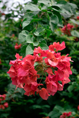 Fototapeta premium Bougainvillea flowers texture and background.Red flowers of bougainvillea tree.