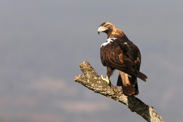 Spanish Imperial Eagle adult female on a cork oak branch in a Mediterranean oak forest with the first light of a sunny day