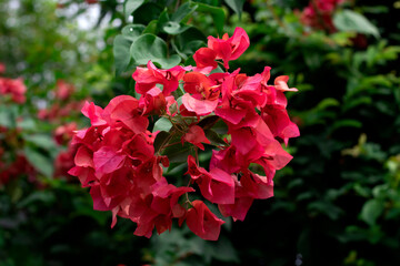 Bougainvillea flowers texture and background.Red flowers of bougainvillea tree.