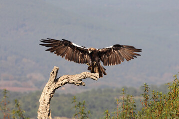 Spanish Imperial Eagle adult female landing on an oak branch in a Mediterranean oak forest with the first light of a sunny day